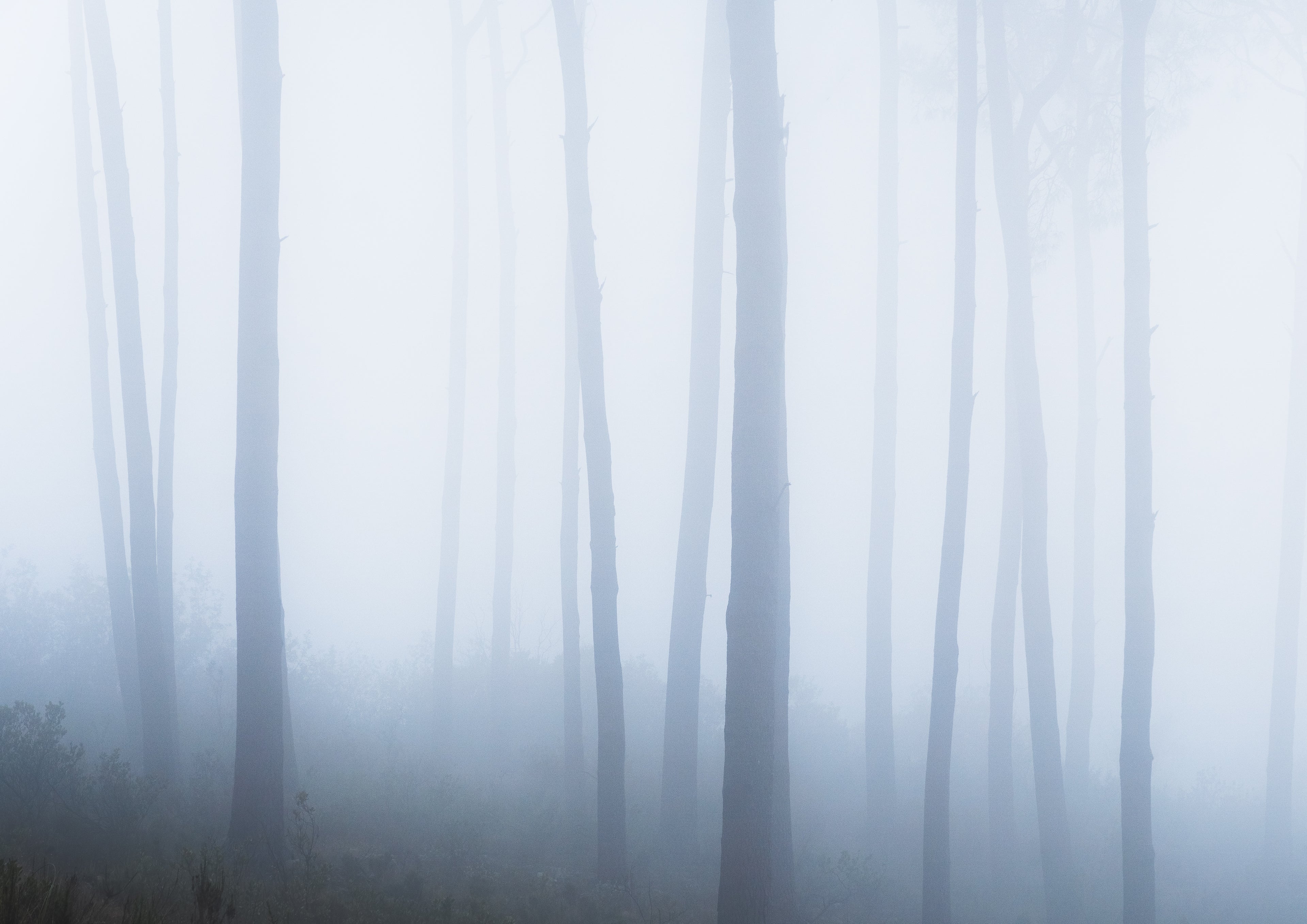 Mistbound Horizons 01