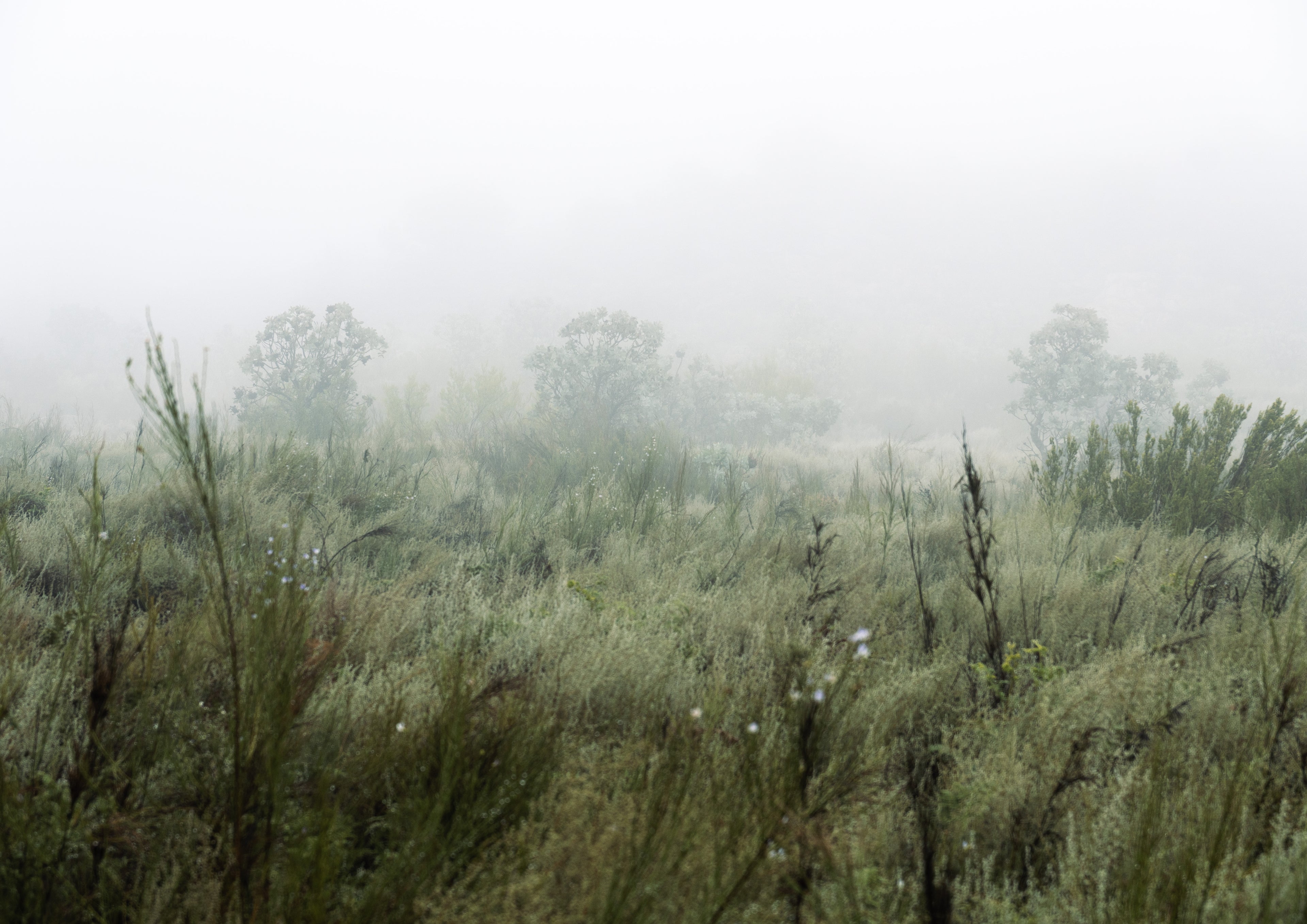 Mistbound Horizons 04