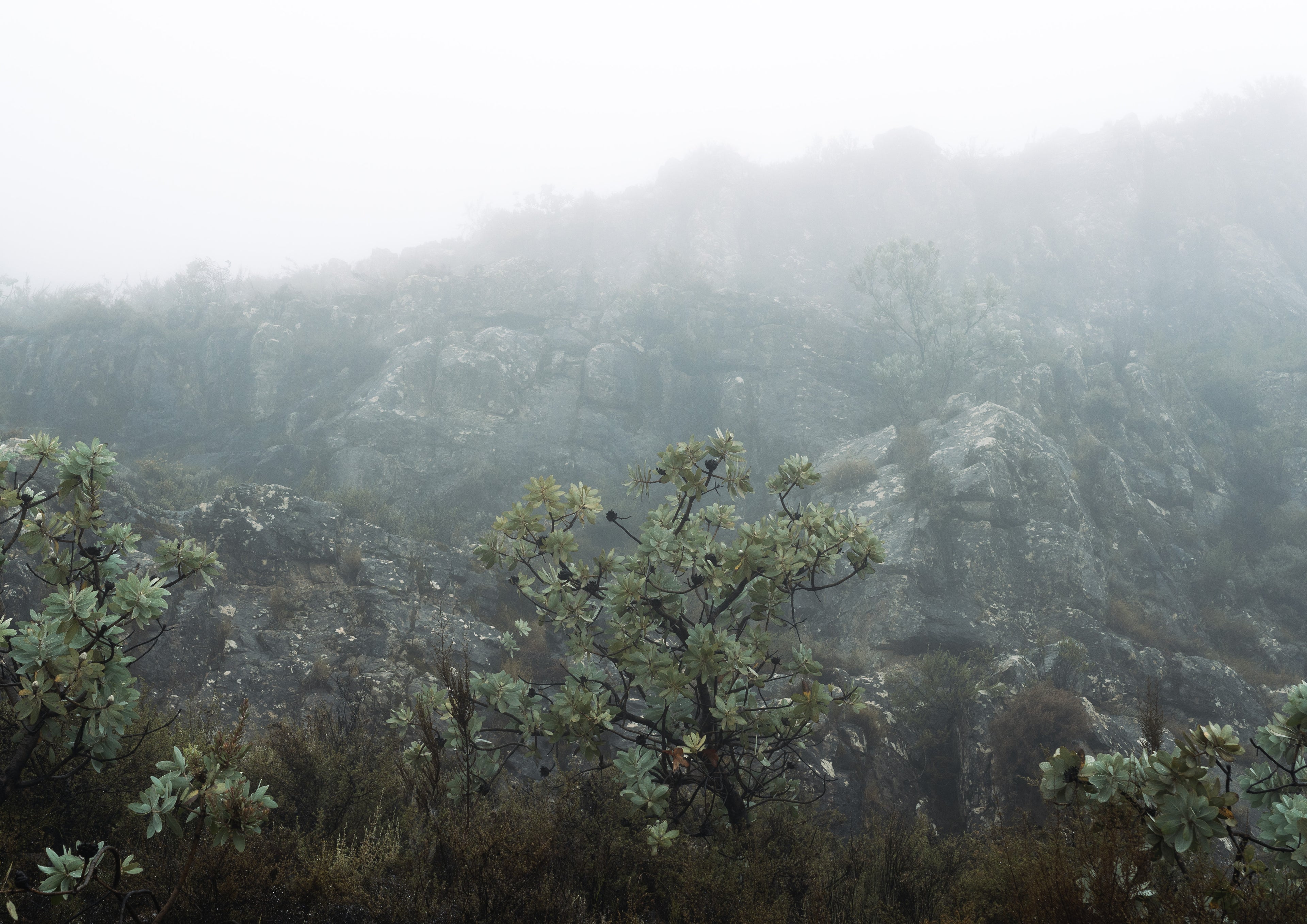 Mistbound Horizons 06