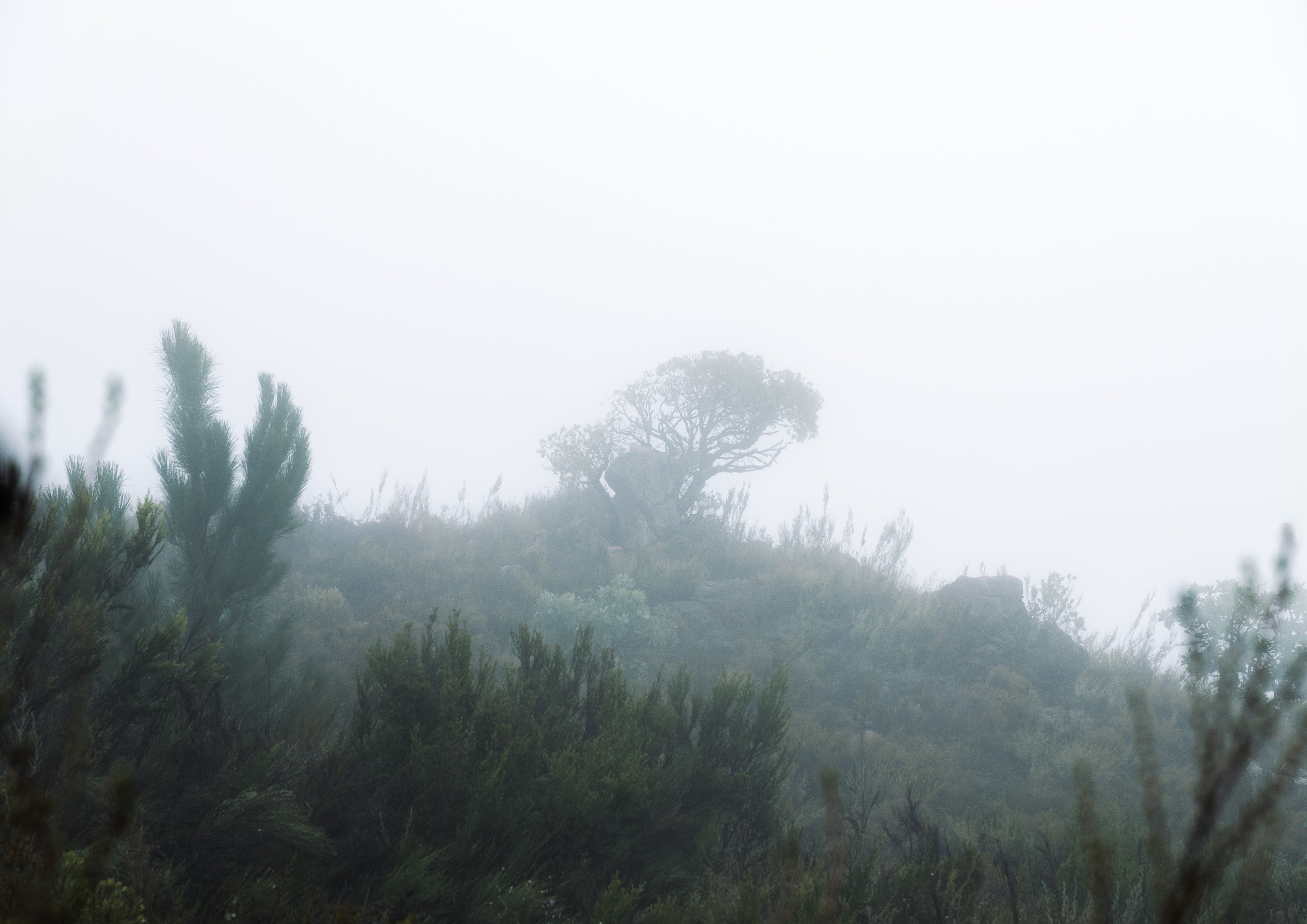 Mistbound Horizons 03